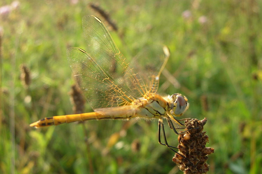 Troppo bella... Sympetrum pedemontanum